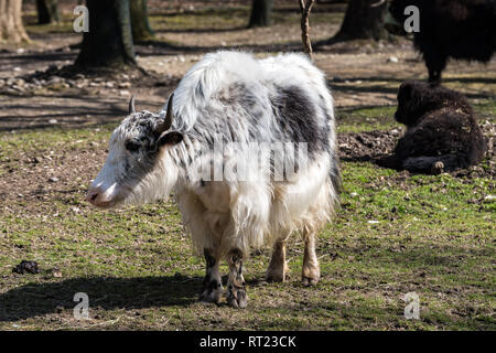 Himalayan Yak Bos grunniens long-haired bovine found throughout the