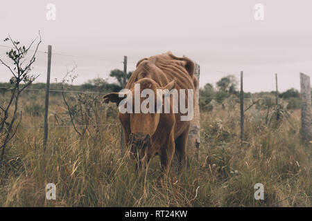 Ribs on a skinny cow standing alongside fence in the countryside, Formosa Province, northern Argentina Stock Photo