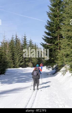 Group of cross-country Skiers runs on groomed ski track in sunny winter day. Winter mountain landscape: Jakuszyce, Jizera Mountains, Poland. Stock Photo