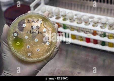 Top view of Culture plate of bacterial growth showing antibiotic sensitivity in their colony pattern placed geld in gloved hand Stock Photo