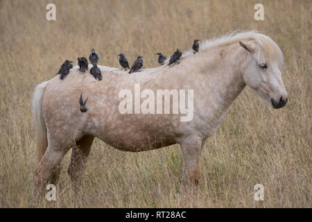 Stare und Islandponies, Star, Trupp, Schwarm, Starenschwarm, sammeln sich im Herbst zum Zug gen Süden und landen auf Pferderücken, Sturnus vulgaris, E Stock Photo