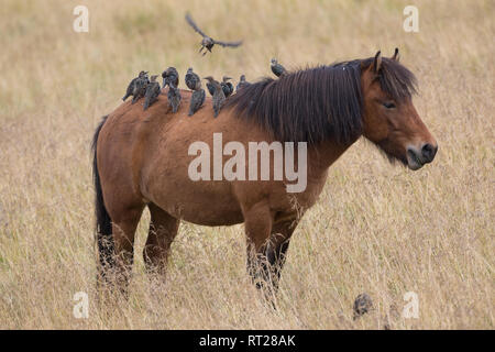 Stare und Islandponies, Star, Trupp, Schwarm, Starenschwarm, sammeln sich im Herbst zum Zug gen Süden und landen auf Pferderücken, Sturnus vulgaris, E Stock Photo