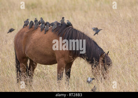 Stare und Islandponies, Star, Trupp, Schwarm, Starenschwarm, sammeln sich im Herbst zum Zug gen Süden und landen auf Pferderücken, Sturnus vulgaris, E Stock Photo