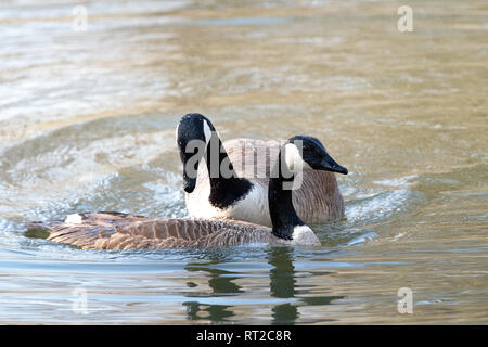Branta canadensis, real geese, duck's birds, goose, geese, goose's