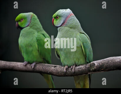 Alexandrine Parakeets (psittacula eupatria) Stock Photo