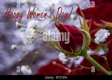 Ready to use horizontal seasonal greeting card for Woman’s Day with rose bud, unfocused red rose and white gypsophila bouquet at background and bokeh. Stock Photo