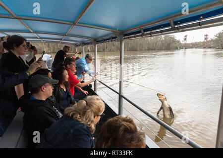 Louisiana swamp, view of tourists watching from a flat bottomed boat a Mississippi alligator being fed meat during a tour of the bayou, Louisiana,USA Stock Photo