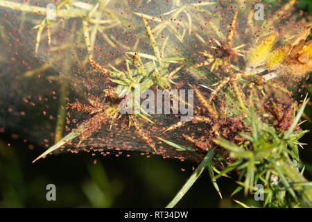 Gorse spider mites (Tetranychus lintearius) Stock Photo