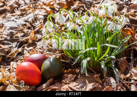 Easter painted eggs and snowdrops, the first spring flowers. Stock Photo