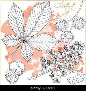 Doodle floral chestnut set vector with doodles black and white coloring page Stock Vector