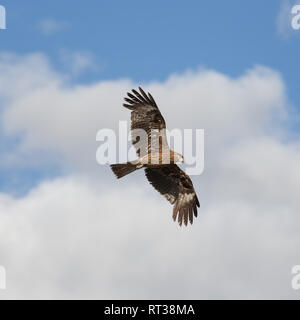 Kite soaring on a background of clouds, closeup Stock Photo