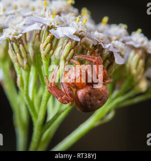 Red spider sitting in ambush on the white flowers. Macro Stock Photo