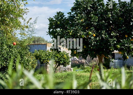 Spanish blooming orchards, ripe and ready to pick oranges and grapefruits hanging on tree, south of Spain Stock Photo