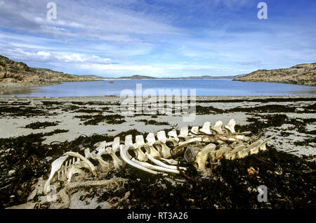 Beluga whale bones on remote beach by Bamsebu whaling hut ...