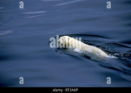 Polar bear swimming for survival in the Hudson Bay in the Arctic region in Canada Stock Photo