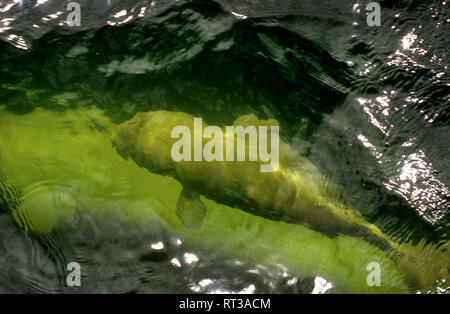 White mother Beluga Whale with a grey calf swimming and feeding in the Hudson River near Churchill, Canada Stock Photo