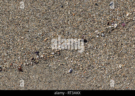 Sand with shells texture. Summer beach background. Stock Photo