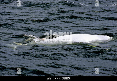 White mother Beluga Whale with a grey calf swimming and feeding in the Hudson River near Churchill, Canada Stock Photo