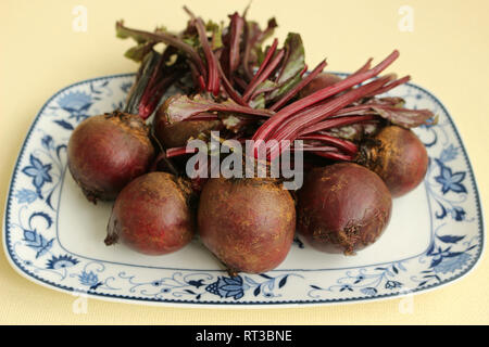 A bunch of uncooked whole red beetroots with stalks, on a blue and white plate Stock Photo