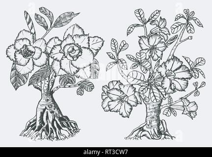 Home Adenium plants, flowering plants from Africa and the Arabian Peninsula. Exotic and tropical elements. Engraved hand drawn in old sketch and Stock Vector