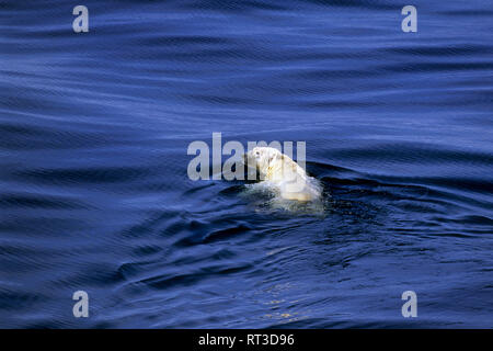 Polar bear swimming for survival in the Hudson Bay in the Arctic region in Canada Stock Photo