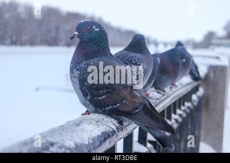 Pigeons in a row are sitting on a cast iron fence Stock Photo