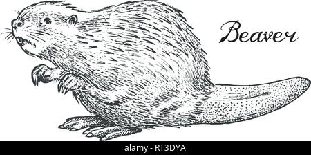 River beaver, Wild animal. Symbol of the north and the forest. Vintage monochrome style. Mammal in Europe. Engraved hand drawn sketch for banner or Stock Vector