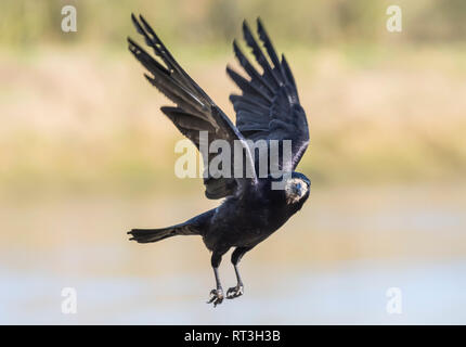 Adult Rook (Corvus frugilegus) flying while looking round with wings up in Winter in West Sussex, UK. Stock Photo