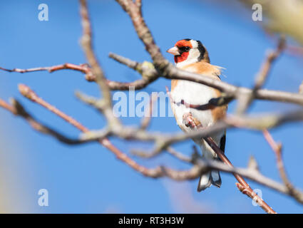 Adult Goldfinch bird (Carduelis carduelis) perched on a tree branch in Winter with blue sky in West Sussex, UK. Stock Photo
