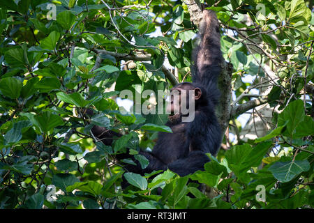 Chimpanzee, Pan troglodytes, Kyambura Gorge, Queen Elizabeth NP, Uganda Stock Photo