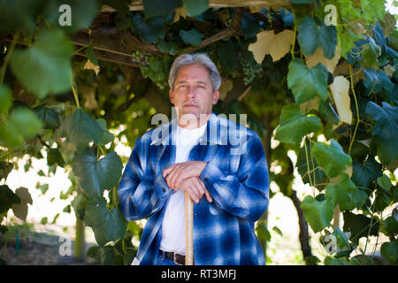 Portrait of a serious mature man leaning on a handle while standing under a grapevine. Stock Photo