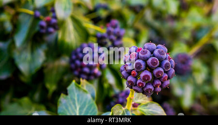 fruiting ivy plant with purple and blue berries in closeup, botanic garden, natural garden background Stock Photo