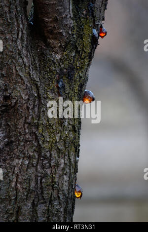 Drops of tree resin Stock Photo