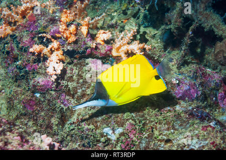 Long-nosed butterflyfish [Forcipiger flavissimus].  West Papua, Indonesia. Stock Photo