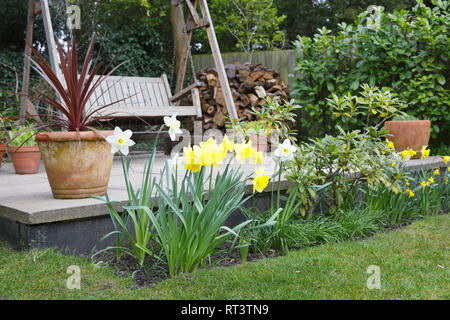 Daffodils in a garden flower bed in spring in front of a patio with a swing bench Stock Photo