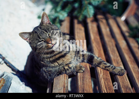 A gray cat sits on a wooden bench near the house.Cute gray cat sitting on a wooden bench outdoors Stock Photo