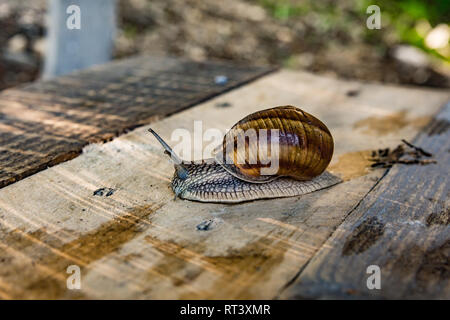 Big brown snail in shell crawling on 	 bench, summer day in garden Stock Photo