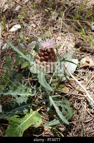 Rhaponticum coniferum. Leuzea conifera Stock Photo