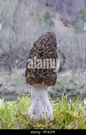Nice specimen of Morchella conica or Black Morel mushroom growing in a moss besides mountain creek, close up view Stock Photo