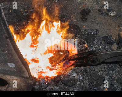 Heating of horse hooves in small forge. Farrier hold in pliers red hoof between hot coals. Stock Photo