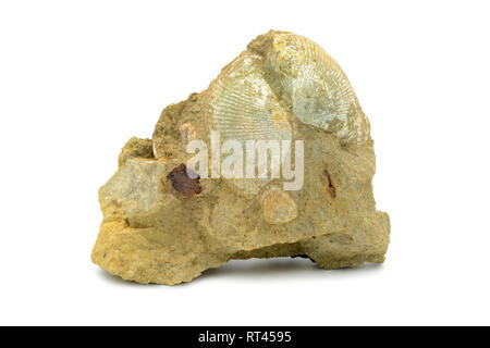 Bivalvia shell on sand stone rock on isolated background. found in harz mountains in germany. Stock Photo