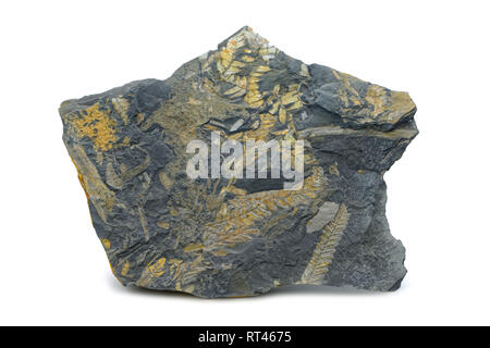 fossil of fern leaves in Slate rock. isolated on white background Stock Photo