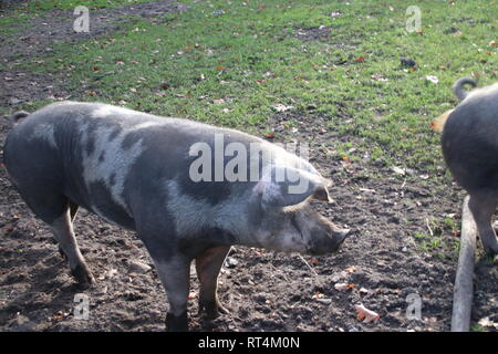 Pigs are standing on mud land on a farm in Oldebroek in the Netherlands Stock Photo