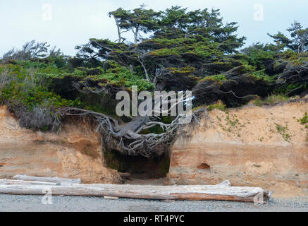 A Sitka spruce known as the 'Tree of Life' clings by its roots to a coastal bluff along the Pacific coastline on the Olympic Peninsula. Stock Photo