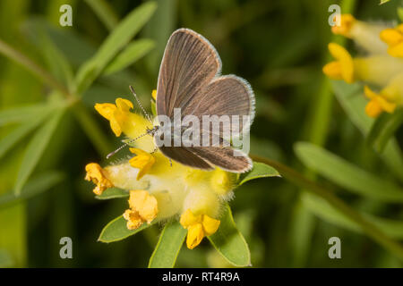 A Small Blue butterfly (Cupido minimus) of the family Lycaenidae, feeding on Kidney Vetch. Stock Photo