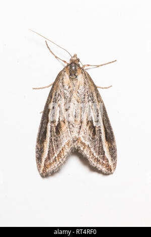 A Streak Moth (Chesias legatella) on a white background. Stock Photo
