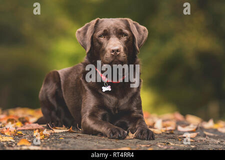 a chocolate labrador lying down in autumn leaves Stock Photo