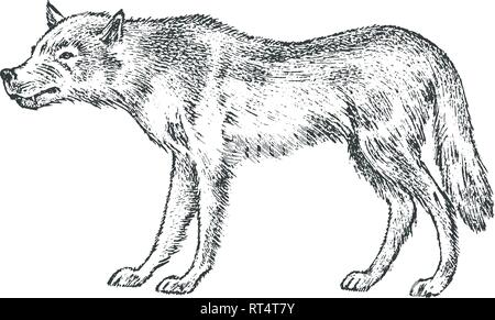 Gray wolf, Wild animal. Symbol of the north and the forest. Vintage monochrome style. Predator in Europe. Engraved hand drawn sketch for banner or Stock Vector