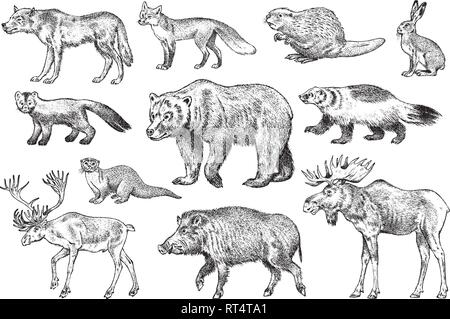 Set of Wild animals. Brown Grizzly Bear Forest Moose Red Fox North Boar Wolf Sable Badger Gray Hare Reindeer River otter. Vintage monochrome Mammal Stock Vector
