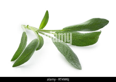 Fresh sage sprig isolated on white. Stock Photo